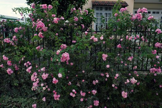 Beautiful fence of a home at Dalat, Vietnam, Climbing roses trellis front of the house, bunch of pink flower with green leaf from rosebush make nice view. Da Lat is city of flower for Viet Nam tourism