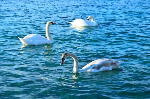 White swans in the blue sea water