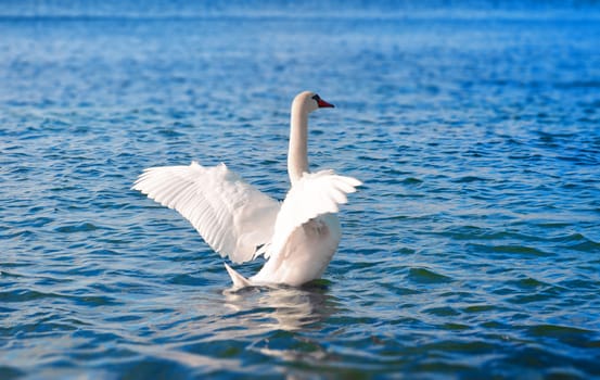 White swan in the blue sea water spread its wings