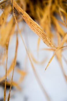 dry plants in snow, meadow at winter
