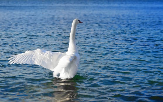 White swan in the blue sea water spread its wings