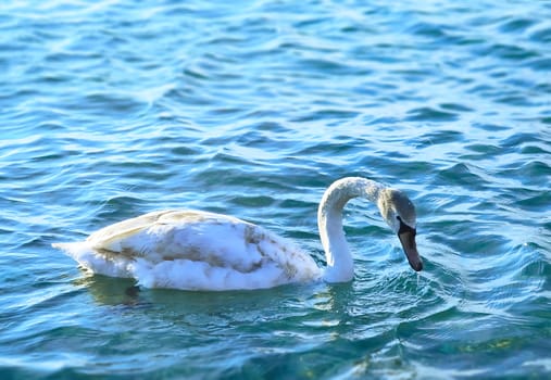 White swan in the blue sea water