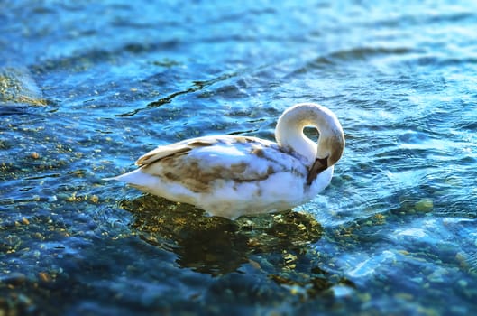 White swan in the blue sea water