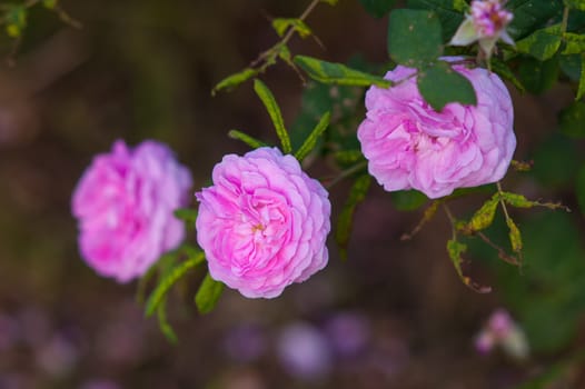 pink roses on the flowerbed in a spring park closeup