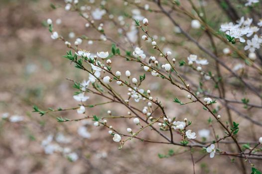 spring cherry blossom tree in the garden.