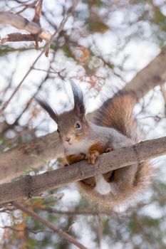 the photograph shows a squirrel on a tree