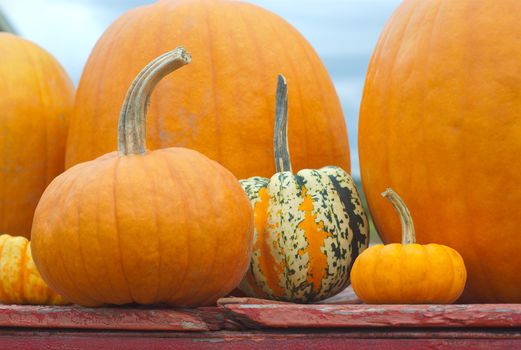 many different size orange pumpkins at the market for halloween or thanksgiving on red table