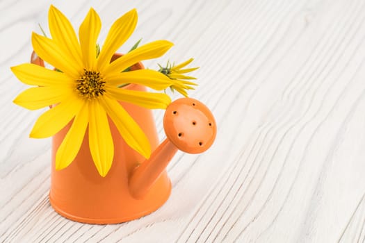 Yellow wild flower in a watering can on an old wooden table. Selective focus.