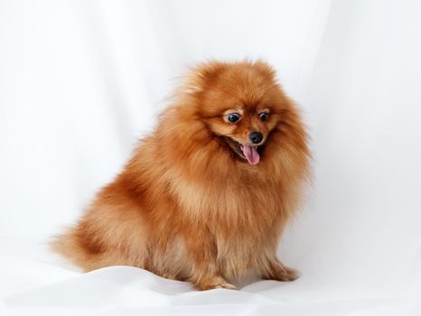 Red Spitz dog sits on a white canvas