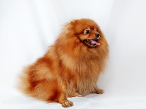 Red Spitz dog sits on a white canvas