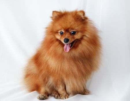 Red Spitz dog sits on a white canvas