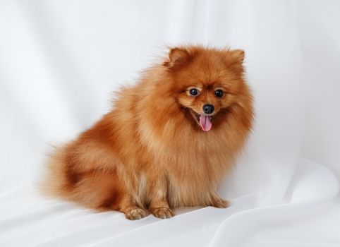 Red Spitz dog sits on a white canvas