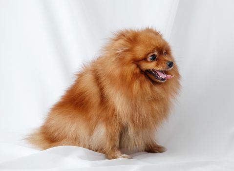 Red Spitz dog sits on a white canvas