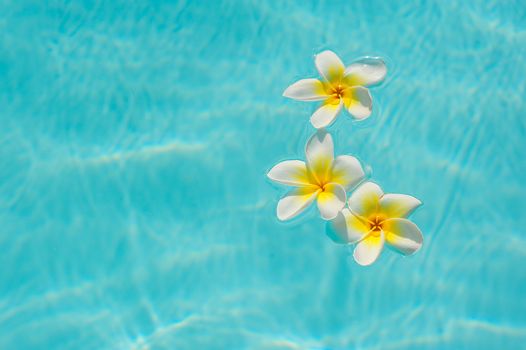 three white frangipani flower on the water in the pool.