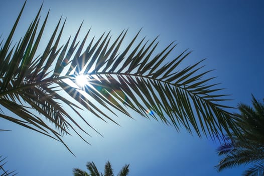 palm leaf on a background of the suns rays.