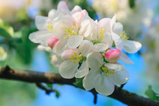 blooming apple trees in a spring garden.