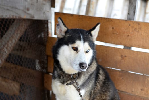Goodness Siberian Husky a reliable friend, sled and working dog