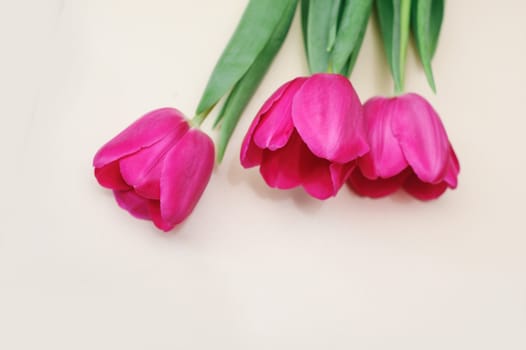 three red tulips on a light background.