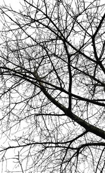 Tree branches isolated over white background.