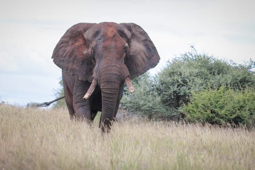 African elephant covered with dried mud in kruger national park