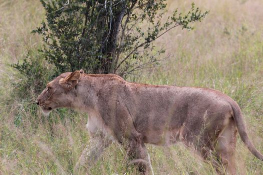 african lioness walking in the tall grass of kruger national park