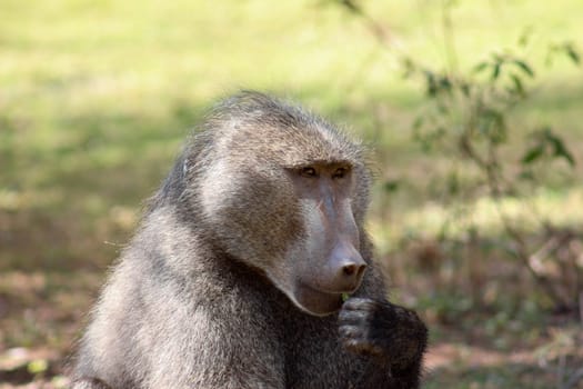 closeup portrait of a chacma baboon male eating a leaf