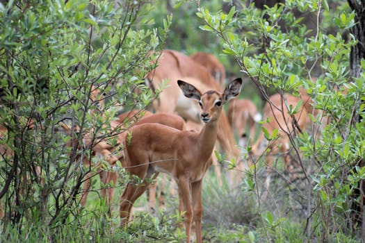 Impala doe on the lookout for any predators