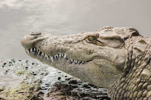 Nile crocodile closeup portrait in Kruger Natioanal park