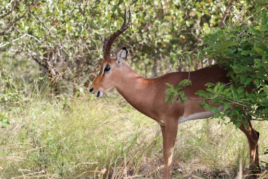 Impala standing in the shate of a tree in kruger national park