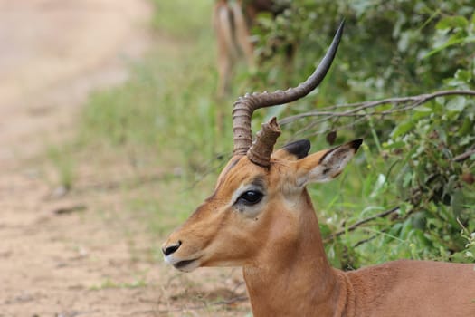 Impala with braken horn standing next to road in kruger national park