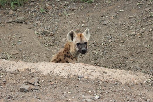 Spotted hyena cub on the side of road in kruger national park