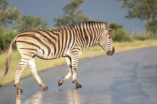 Plains zebra walking on wet road