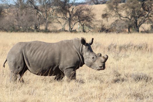 White rhinoceros in rietvlei nature reserve