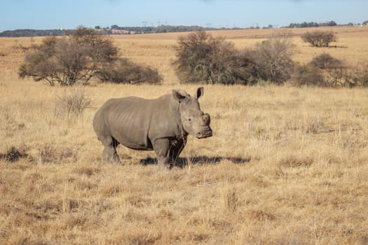 White rhinoceros in rietvlei nature reserve