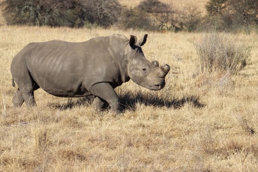 White rhinoceros in rietvlei nature reserve