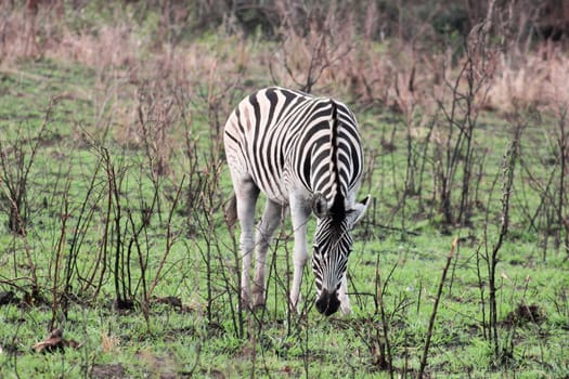 Burchell's zebra in Hluhluwe-Umfolozi Game Reserve