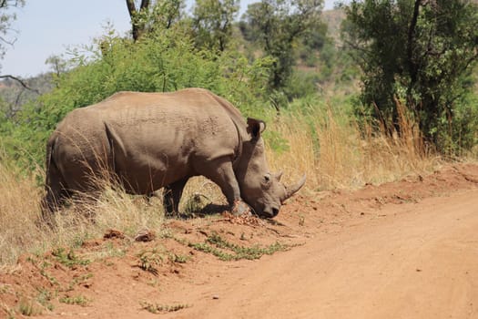White rhinoceros in pilanesberg nature reserve