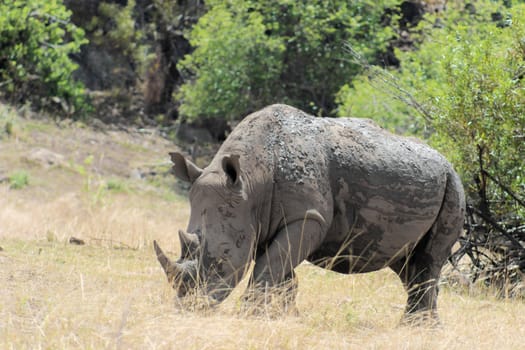 White rhinoceros covered in mud at pilanesberg nature reserve