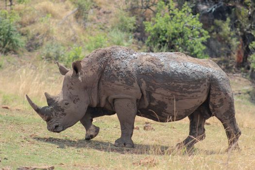 White rhinoceros covered in mud at pilanesberg nature reserve