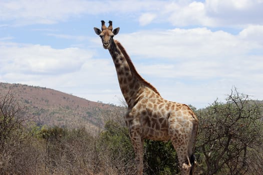 giraffe standing tall over