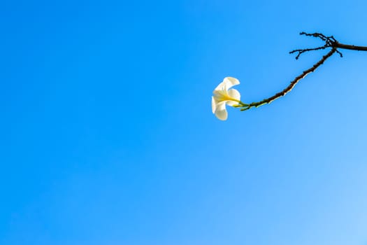 Frangipani tree under the clear blue sky