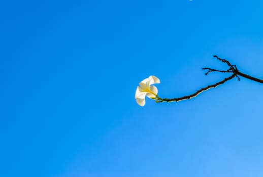 Frangipani tree under the clear blue sky