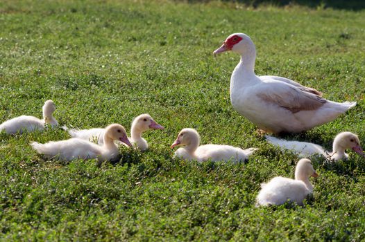 Silent duck (Cairina moschata) leads the ducklings.