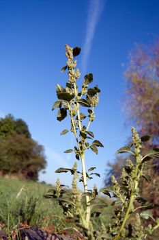 The pigweed (Amaranthus retroflexus) is a common garden weed.