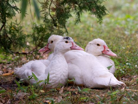 Silent duck (Cairina moschata) leads the ducklings.