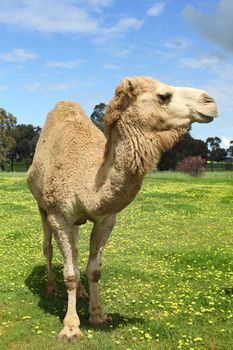 Camel in a field of yellow flowers