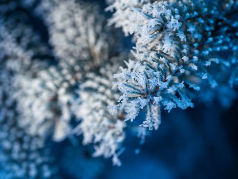 snow-covered tree branches in winter park closeup