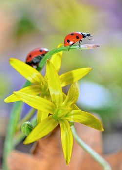 red ladybug on yellow flowers  isolated in summer time