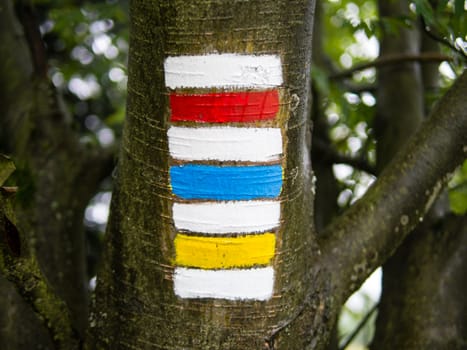 Triple hiking sign on the tree trunk, red, blue and yellow with blurred bokeh background, typical Czech tourism symbol, summer walking vacation, copy space on sides