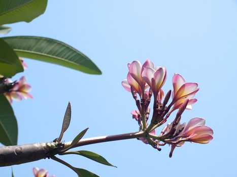 Branch of tropical flowers frangipani (Plumeria) with blue sky